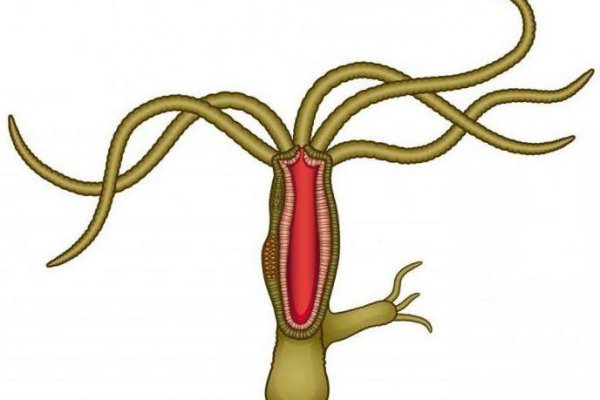 Kraken 17 at